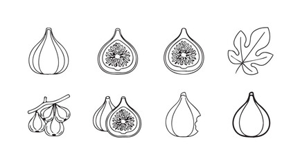 Artistic sketch collection of fresh ripe figs and leaves hand drawn line art vector