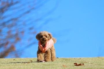 ドッグランで楽しそうに遊ぶトイ・プードル