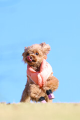 Fototapeta premium 晴天に恵まれた下り坂のドッグランで思いっきり走るトイ・プードル