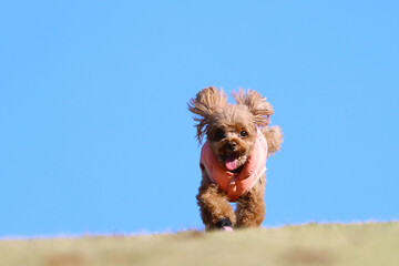 青空の綺麗なドッグランで思いっきり走るトイ・プードル