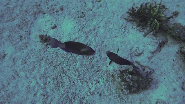 talking fishes under the water