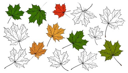 A collection of outlined and colored maple leaves in various autumnal shades on a white background, vector style