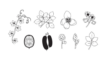 Botanical line art collection of delicate flowers leaves and seed pods hand drawn sketch elements vector