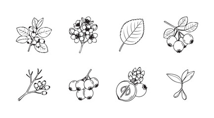 Artistic hand drawn sketch collection of fruits flowers and leaves for organic design elements vector