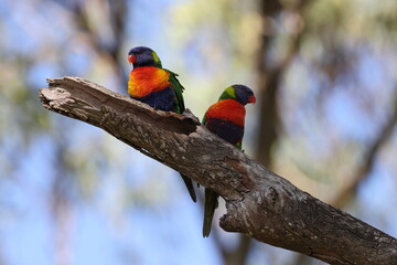 Rainbow Lorikeet (Trichoglossus moluccanus), Queensland, Australia