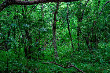  湿った空気に包まれた石垣島の亜熱帯の森の緑の風景