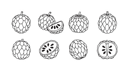 Cherimoya fruit collection hand drawn sketch set healthy tropical fruit variety illustration vector