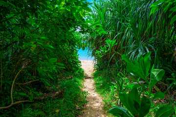  緑のトンネルを抜けると広がる石垣島の美しい海の風景