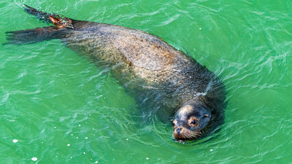 Obraz premium Attraktionen von San Francisco