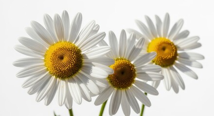 Fototapeta premium Three white daisies with yellow centers close-up
