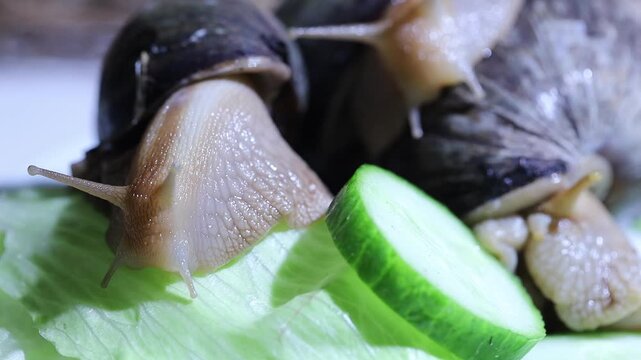Close-up snail crawling on lettuce wit cucumber, shadow dept of field, two snal blurred in background