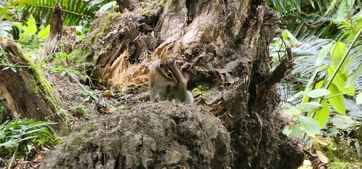 squirrel on the tree