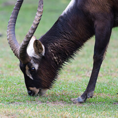Close-up of an endangered Nile Lechwe head in the wild.