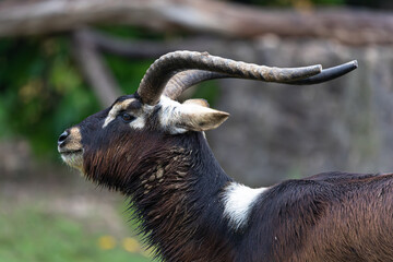 Male antelope with white patch on shoulders standing outdoors.