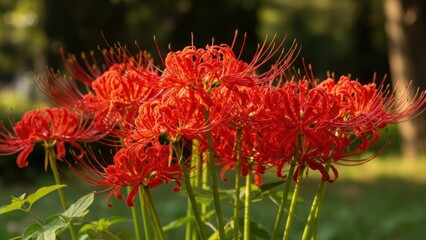 A vibrant cluster of red spider lilies in a lush garden setting.