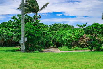  トロピカルな木々に囲まれた石垣島の自然あふれる道の風景
