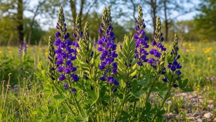 Fototapeta premium A vibrant blue lupine flower in a field with green leaves and yellow flowers in the background.