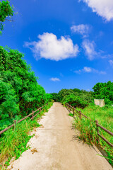 鮮やかな青空と緑の小道が続く石垣島の亜熱帯の風景