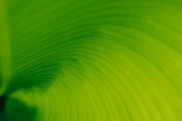 Green leaf texture with natural spiral structure. Abstract Green Leaf Swirl Macro Background