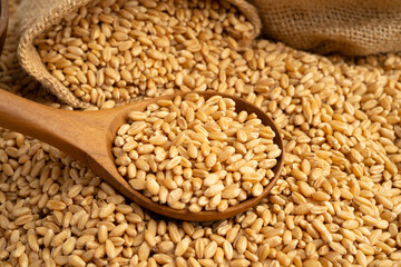 Wheat and grains ears agricultural in organic farm.