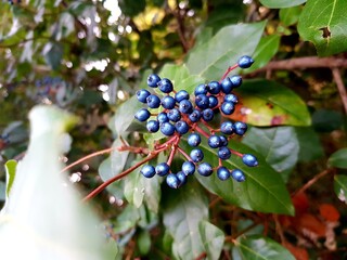 Bunch of blue berries on a branch with green leaves in the garden