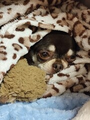Chihuahua dog in bed. Chihuahua dog in bed