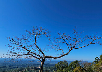Bare tree against clear blue sky, green forested hills below