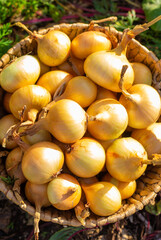 Onion harvest in a basket. Selective focus.