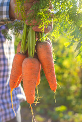 Carrot harvest in the hands of a farmer. Selective focus.