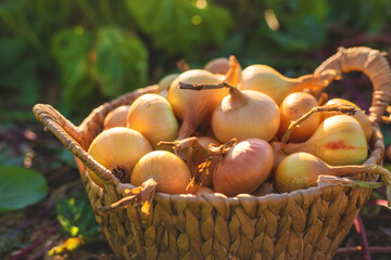 Onion harvest in the garden. Selective focus.