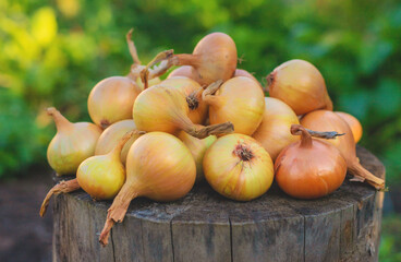 Onion harvest in the garden. Selective focus.