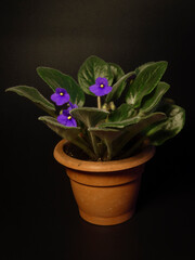Potted African Violet Flower on Black Background