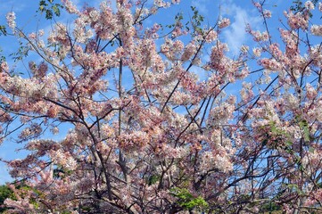 pink flowers blossom in spring