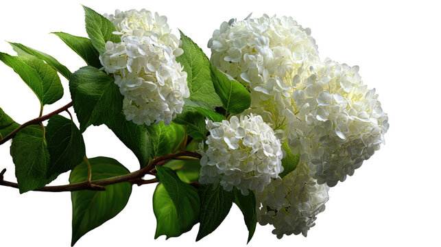 High-Resolution Isolated View of a Limelight Hydrangea on Transparent Background