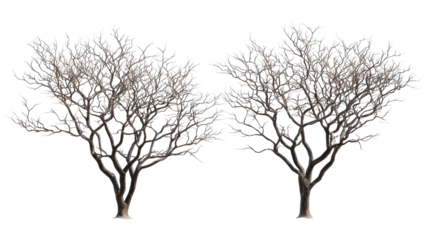 Pair of Barren Tree Silhouettes with Fine Twig Network on transparent background
