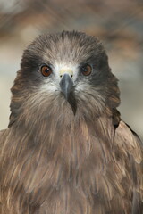 The Fierce Gaze of the Black Kite