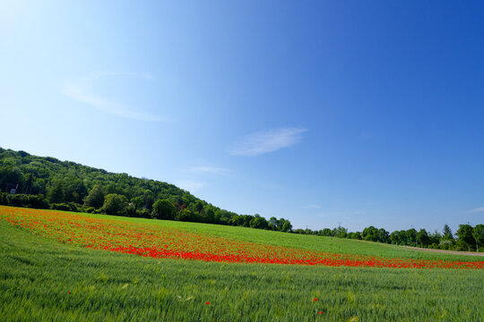 Poppies fields in the hiil of Follainville-Dennemont village.   French Vexin Regional Nature Park.  