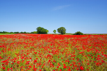 Poppies fields in the hiil of Follainville-Dennemont village.   French Vexin Regional Nature Park.  