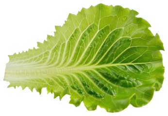 A close-up of a green leaf with water droplets, close-up, dew, green, leaf, lettuce, water drop