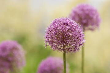Purple allium flowers in a vibrant garden setting, showcasing their unique spherical shape and delicate petals, creating a stunning floral display
