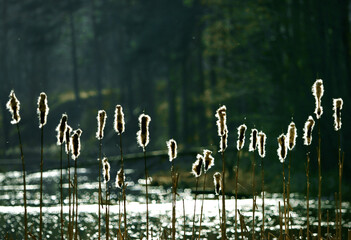 Tall reeds with fluffy seed heads illuminated by sunlight, reflecting on the water surface,...