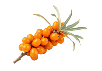 Vibrant orange sea buckthorn berries on a woody stem with silvery-green leaves, studio macro shot against a transparent background, concept of natural superfood health