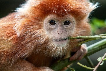 Langur de Java juv&eacute;nile en gros plan	