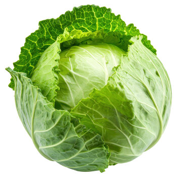 Head of cabbage isolated on transparent background