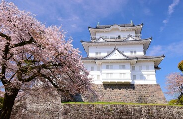 小田原城　春の彩り