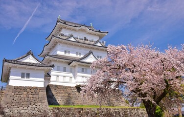 小田原城　春の彩り