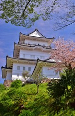 小田原城　春の彩り