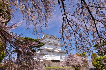 小田原城　春の彩り