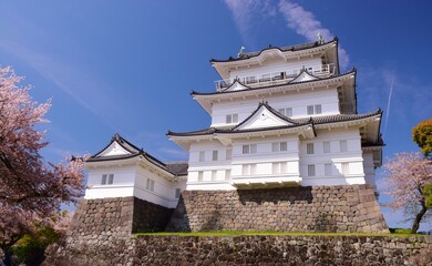 小田原城　春の彩り