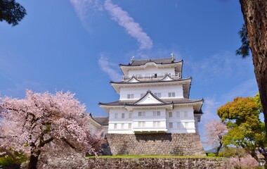 小田原城　春の彩り
